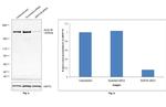 JMJD1B Antibody