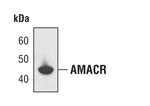 AMACR Antibody in Western Blot (WB)