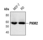 PKM1/PKM2 Antibody in Western Blot (WB)