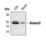 Naked2 Antibody in Western Blot (WB)