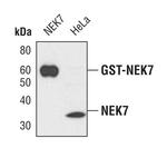 NEK7 Antibody in Western Blot (WB)