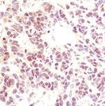 p35 Antibody in Immunohistochemistry (Paraffin) (IHC (P))