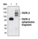 FGFR3 Antibody in Western Blot (WB)