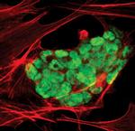 OCT4 Antibody in Immunocytochemistry (ICC/IF)