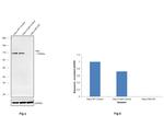 HK2 Antibody