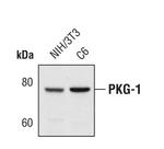 cGKI Antibody in Western Blot (WB)