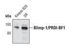 Blimp-1 Antibody in Western Blot (WB)