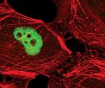 EHMT2 Antibody in Immunocytochemistry (ICC/IF)