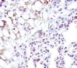 SCD Antibody in Immunohistochemistry (Paraffin) (IHC (P))