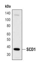 SCD Antibody in Western Blot (WB)