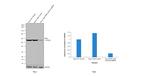 PKM2 Antibody in Western Blot (WB)