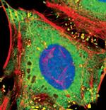 PKM2 Antibody in Immunocytochemistry (ICC/IF)