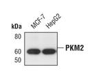 PKM2 Antibody in Western Blot (WB)