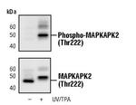 Phospho-MAPKAPK2 (Thr222) Antibody in Western Blot (WB)