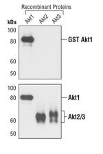 AKT1 Antibody in Western Blot (WB)