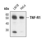 TNFR1 Antibody in Western Blot (WB)