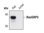 RASGRP3 Antibody in Western Blot (WB)