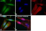 SIRT3 Antibody in Immunocytochemistry (ICC/IF)