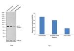 SIRT3 Antibody in Western Blot (WB)