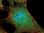 AKT Pan Antibody in Immunocytochemistry (ICC/IF)