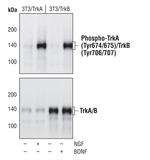 Phospho-TrkA/TrkB (Tyr674, Tyr675, Tyr706, Tyr707) Antibody in Western Blot (WB)