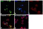 LSD1 Antibody in Immunocytochemistry (ICC/IF)