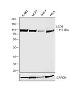 LSD1 Antibody in Western Blot (WB)