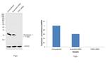 Thioredoxin 1 Antibody