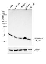 Thioredoxin 1 Antibody in Western Blot (WB)