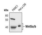 WNT5A Antibody in Western Blot (WB)