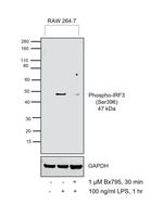 Phospho-IRF3 (Ser396) Antibody in Western Blot (WB)