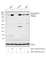 Phospho-eNOS (Ser1177) Antibody in Western Blot (WB)