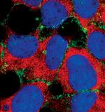 alpha N-Catenin Antibody in Immunocytochemistry (ICC/IF)