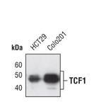 TCF7 Antibody in Western Blot (WB)