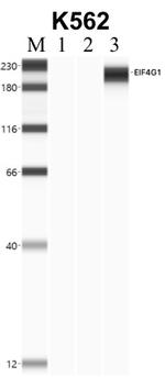 eIF4G Antibody in RNA Immunoprecipitation (RIP)