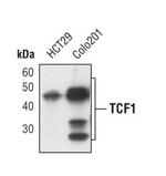 TCF7 Antibody in Western Blot (WB)