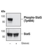 Phospho-STAT5 alpha (Tyr694) Antibody in Western Blot (WB)