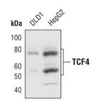 TCF7L2 Antibody in Western Blot (WB)