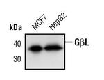 GBL Antibody in Western Blot (WB)