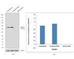 SMAD2 Antibody