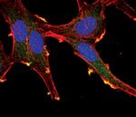 AKT Pan Antibody in Immunocytochemistry (ICC/IF)