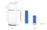 RICTOR Antibody in Western Blot (WB)