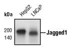 Jagged1 Antibody in Western Blot (WB)