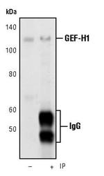 GEF-H1 Antibody in Immunoprecipitation (IP)