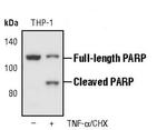 PARP1 Antibody in Western Blot (WB)