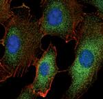 TRAF1 Antibody in Immunocytochemistry (ICC/IF)