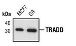 TRADD Antibody in Western Blot (WB)