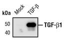 TGF beta-1 Antibody in Western Blot (WB)