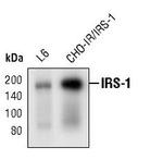 IRS1 Antibody in Western Blot (WB)