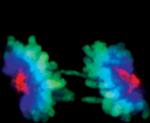 Aurora A Antibody in Immunocytochemistry (ICC/IF)